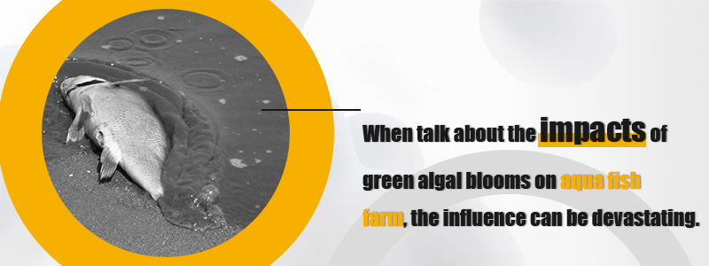 the impacts of green algal blooms on aqua fish farm