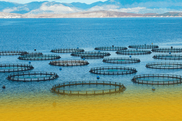 Applications of Air Compressors in Aquaculture.