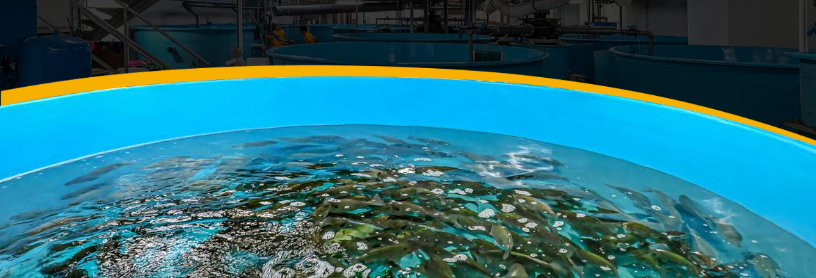 Improve the living environment of fish habitats