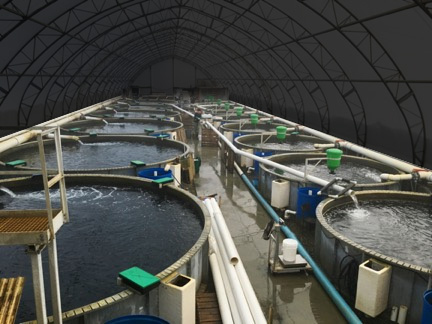 Reduce the damage caused by fish fighting